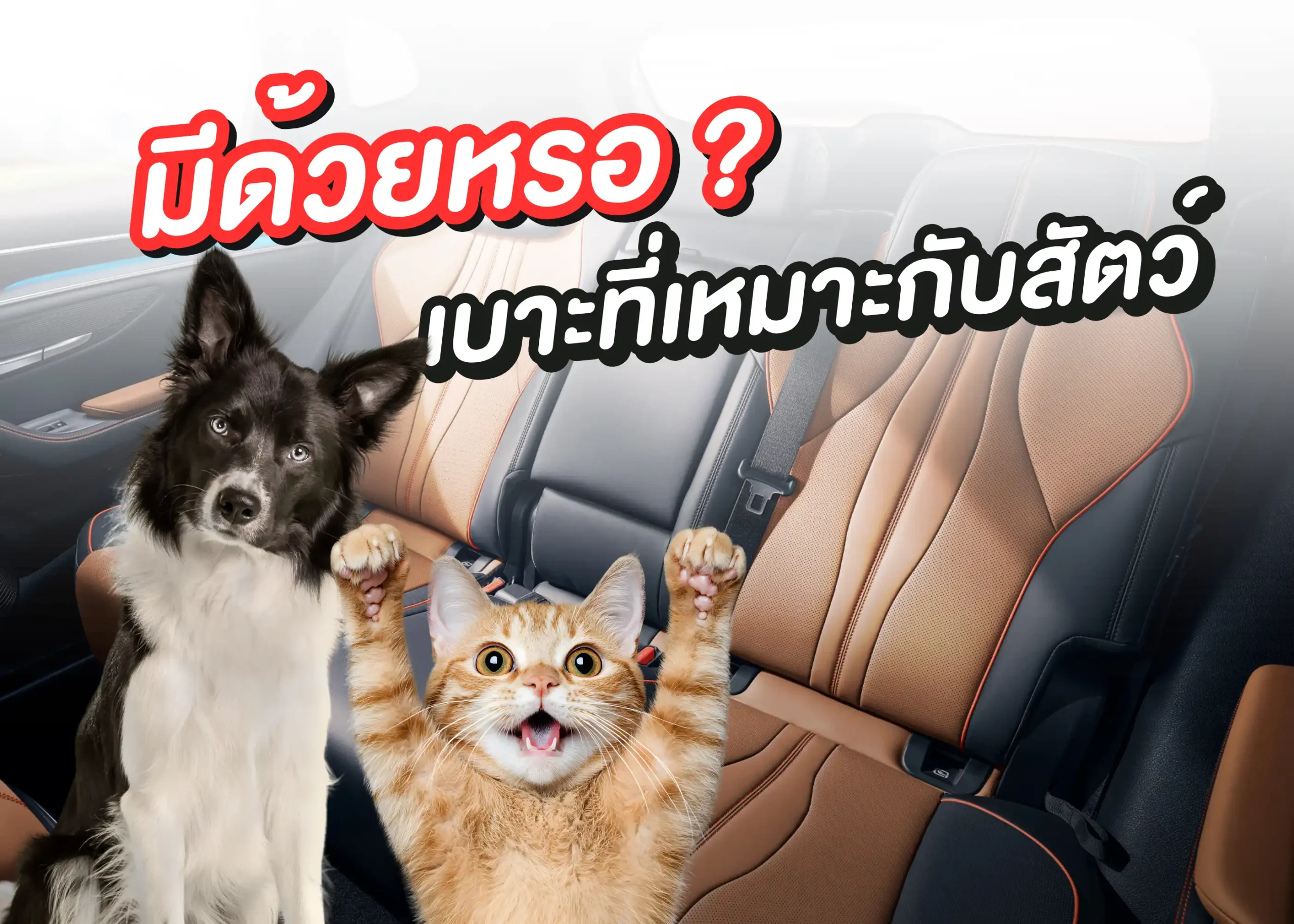 เบาะรถยนต์แบบไหนที่เหมาะกับการพาสัตว์เลี้ยงเดินทาง 1 BYD BD Auto Group